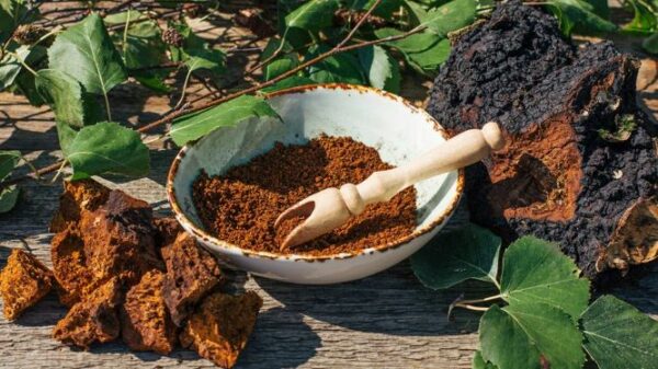 Liberty mushrooms Chaga mushrooms